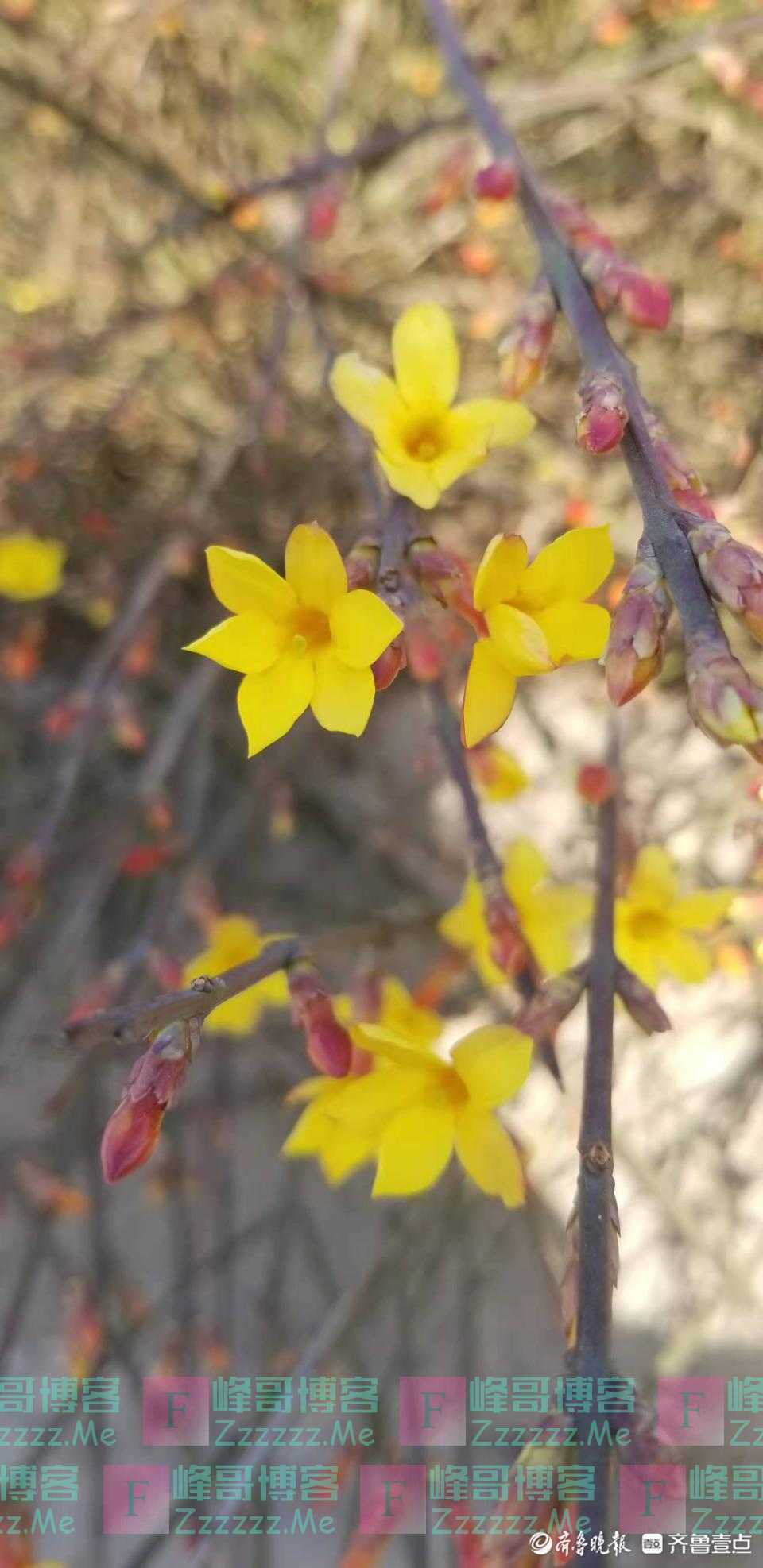 迎春花一开，春光四面来