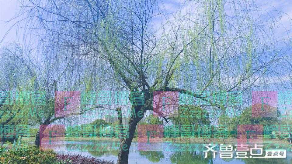 美丽吉安之风光系列：春天的柳树 婀娜多姿 美丽动人