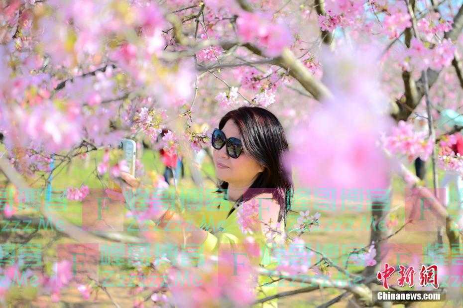 广州：樱花盛开引游人