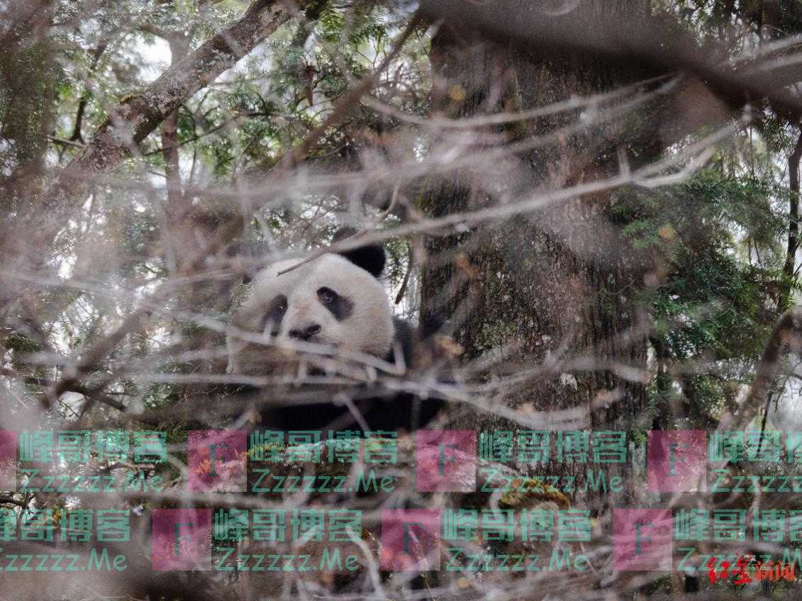 确认过眼神，似从前见过的那只“墩墩”！四川唐家河疑似拍摄到2019年现身过的野生大熊猫