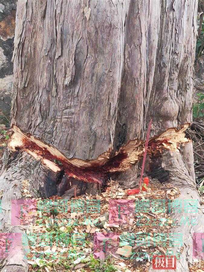 4棵国家一级“植物大熊猫”红豆杉遭砍伐？官方回应