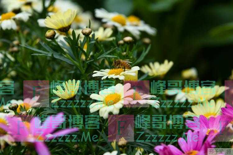 蜜蜂不再发出嗡嗡声？原来是被这种自然现象欺骗