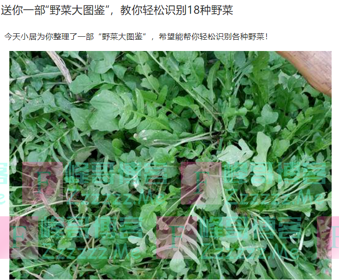 “身世”不明风险高！野菜不要随便挖！