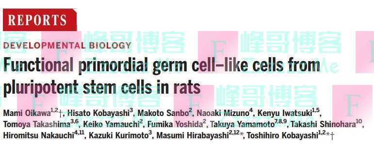 再创生命奇迹！日本科学家用干细胞培育出原始生殖细胞，并产生健康可育的大鼠后代