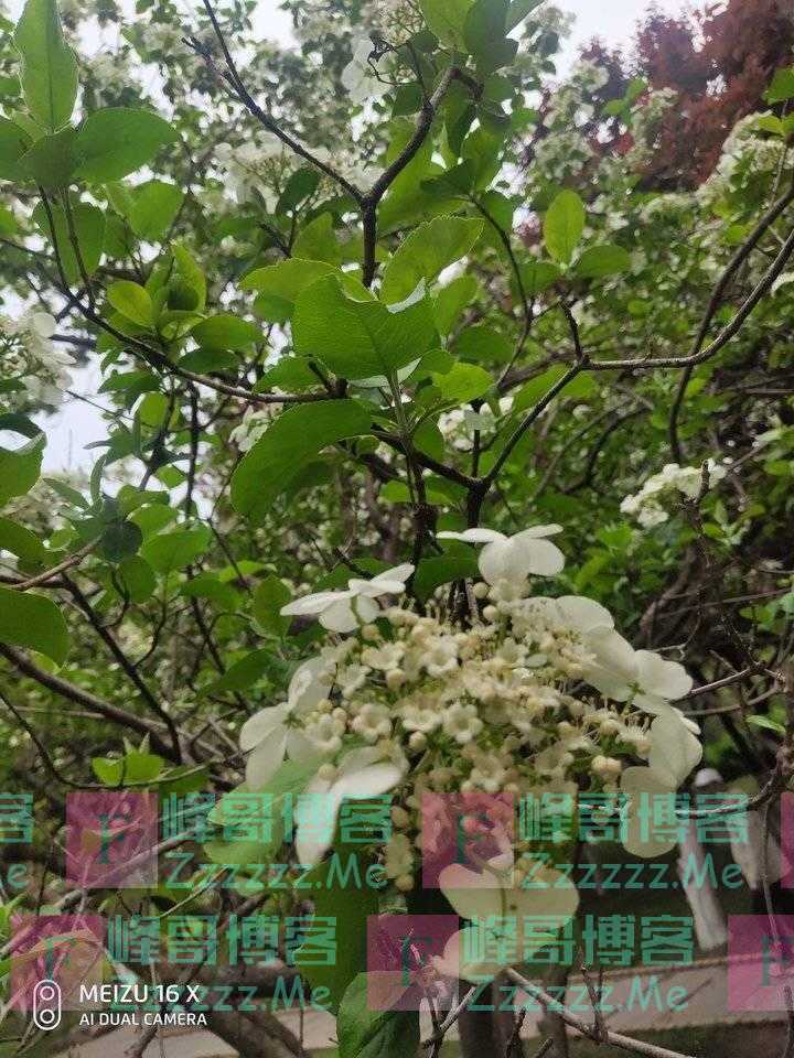 洁白无瑕的琼花在百花公园盛开