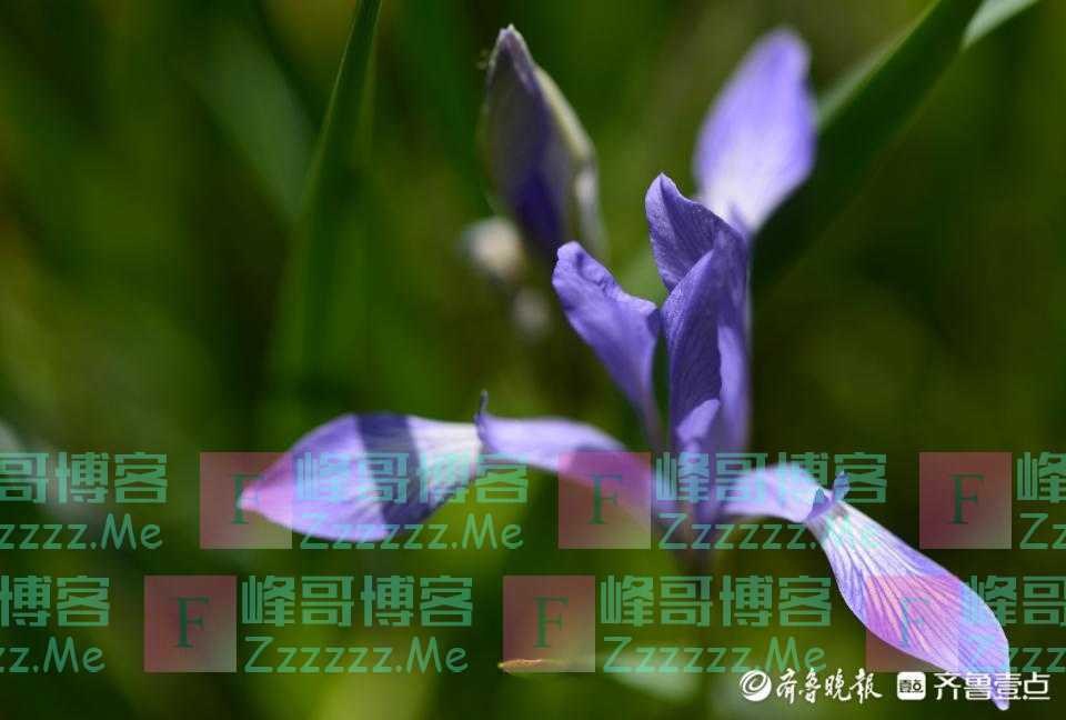 百花公园马兰花盛放，淡紫色花朵优雅恬静
