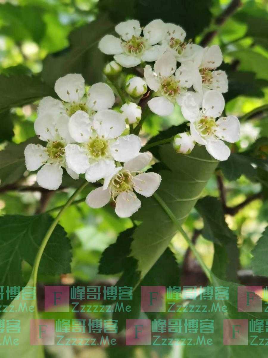 杜东平｜清清白白酸果花