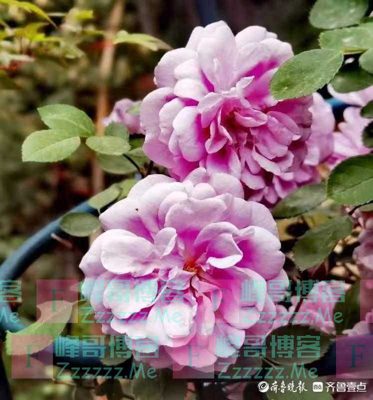 高颜值藤本月季蓝色阴雨，开出淡紫色的花朵
