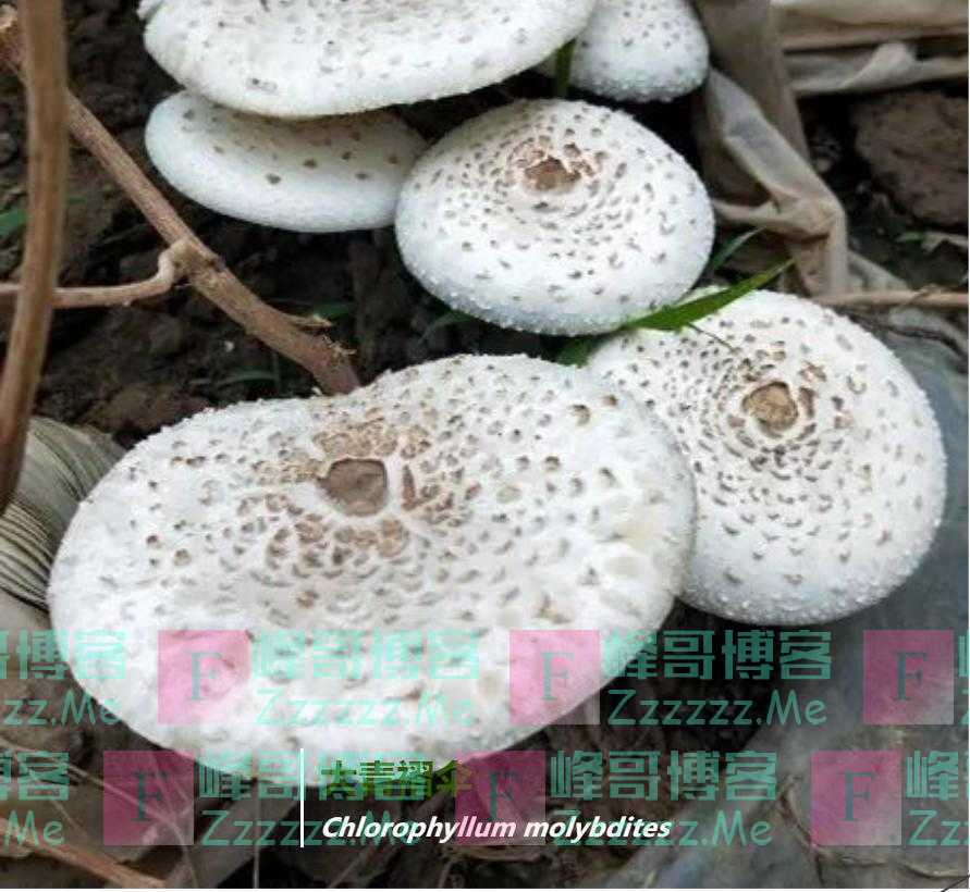 今天认识毒蘑菇（五）——大青褶伞