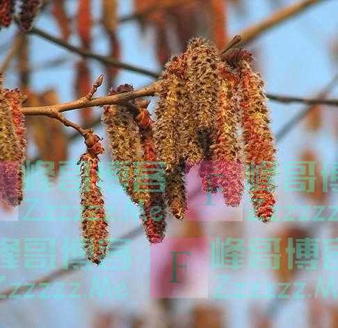 青未了｜春到花开杨树梢