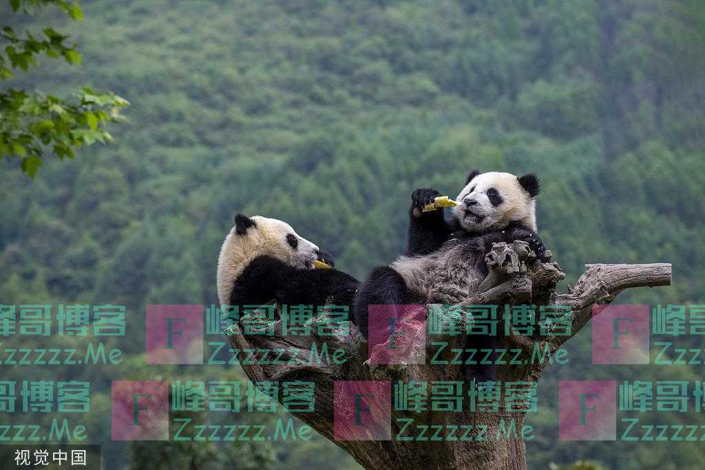 四川阿坝：卧龙神树坪基地大熊猫萌态十足