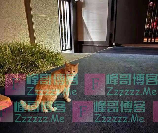 因疫情走红的“鸡排猫”被租客虐杀？当事人非“复旦教授”，警方介入↘