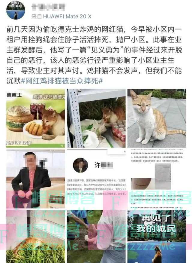 因疫情走红的“鸡排猫”被租客虐杀？当事人非“复旦教授”，警方介入↘