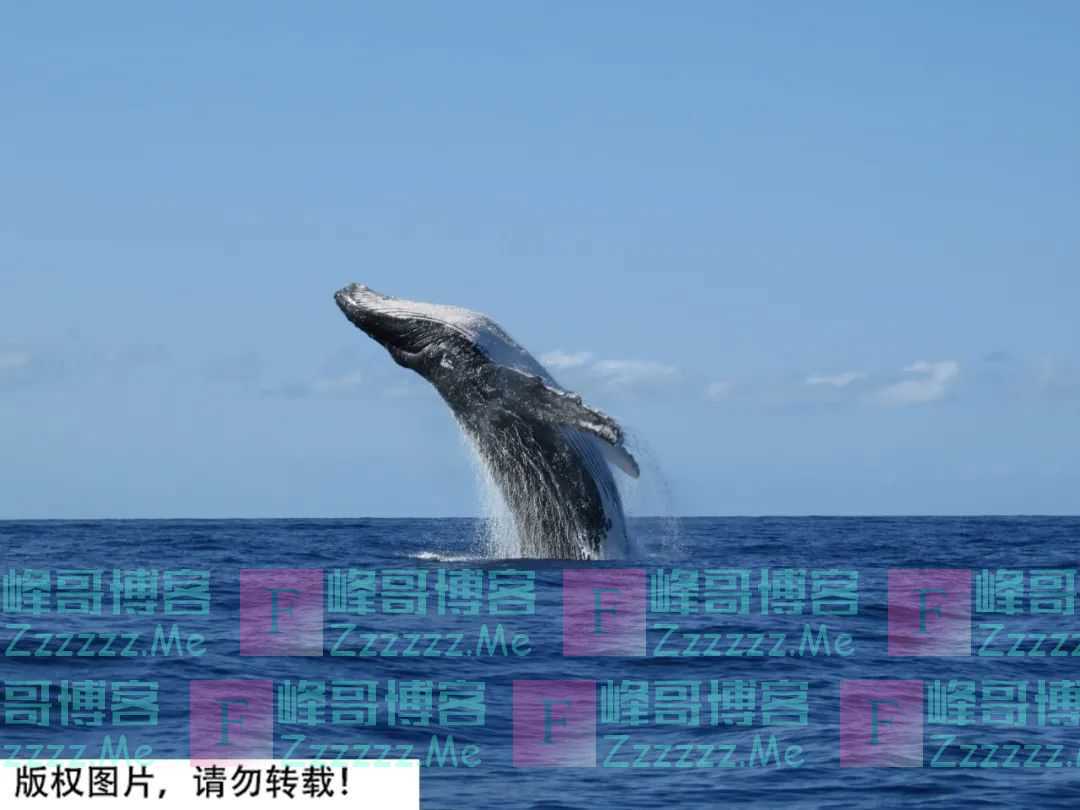 海洋里究竟有多少鲸鱼的尿和屎？假如被它吞掉会发生什么？