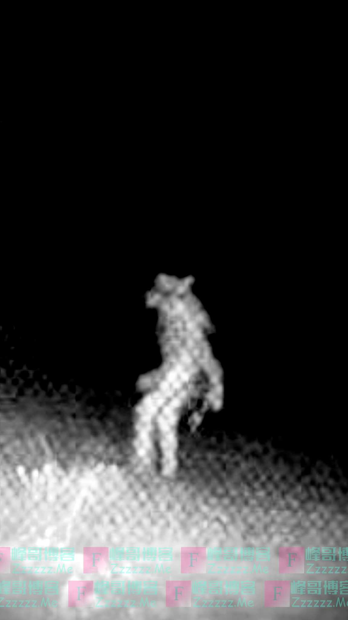 美国一动物园外凌晨有“狼人”走动 政府发照片求线索（图）