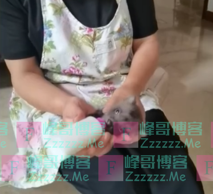 女子捡了只“小狗”养大后竟是貉，属国家二级保护动物：我的记忆里有过它就很开心了