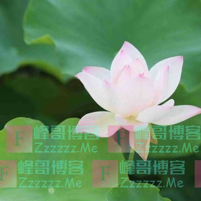 圆明园的荷花开了！千亩荷塘惊艳整个夏天