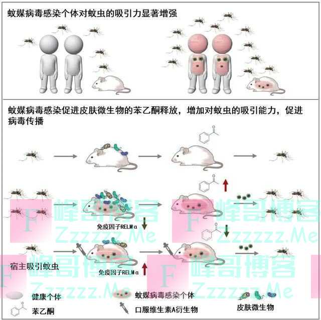 清华团队揭秘：为什么这些人更受蚊子青睐？
