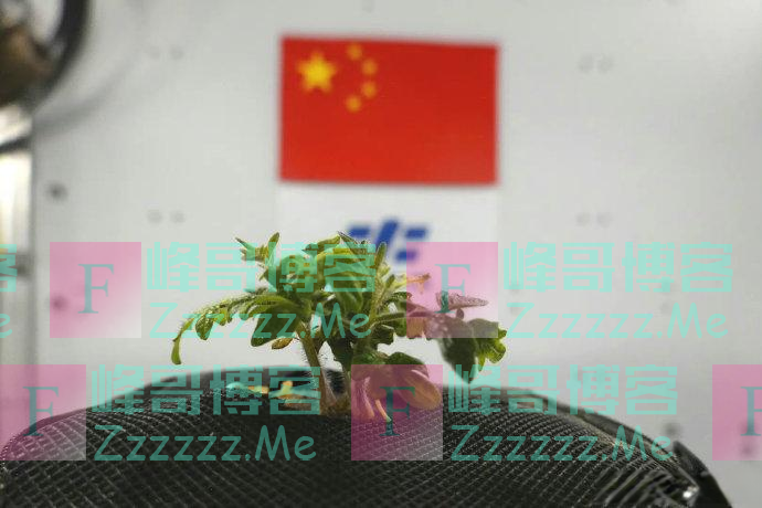 蔡旭哲在中国空间站种植的西红柿，长出幼苗了