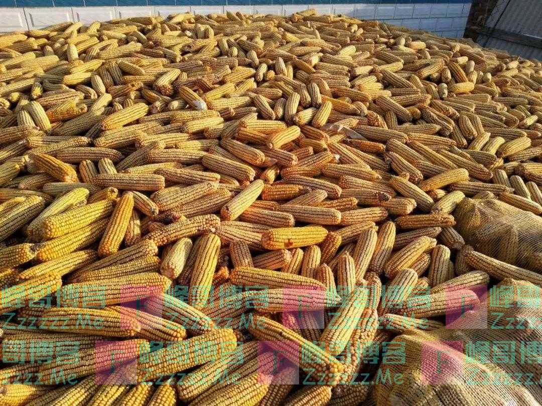玉米在涨价，啥时候卖粮最合适？