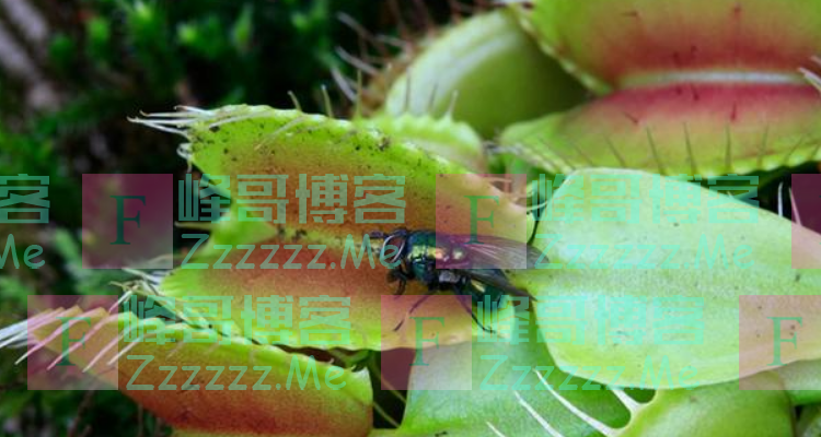 捕蝇草闭上嘴怎么不张开了