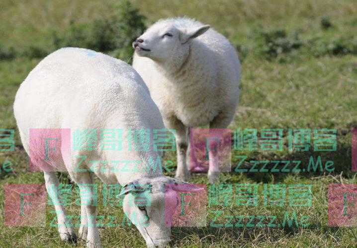 怀孕母羊喂养的时候要注意哪些方面的问题？怀孕母羊需要注意什么