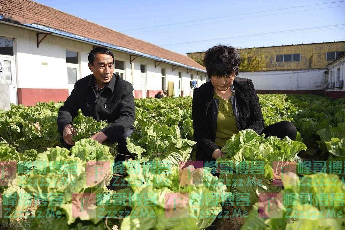 农村一种土方法，捆绑大白菜，过早也不宜过晚，影响大白菜的产量
