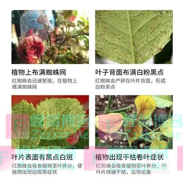 月季夏秋两虫害，不做防治难看花