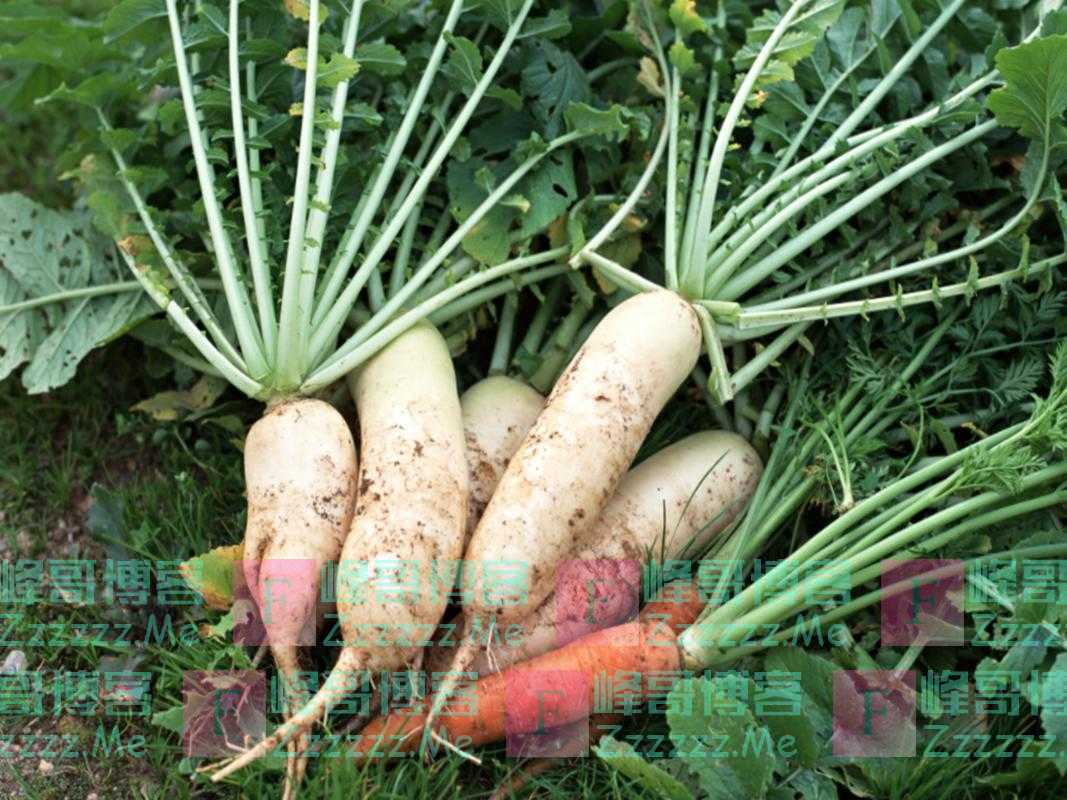 种出来萝卜不好吃？正确的栽培方式，是提升萝卜口感和产量的秘诀
