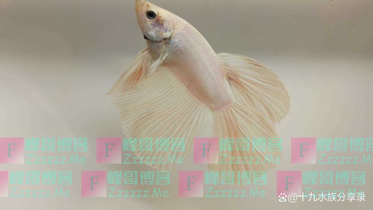 孔雀鱼可以和玛丽鱼，泰国斗鱼，红剑鱼一起混养