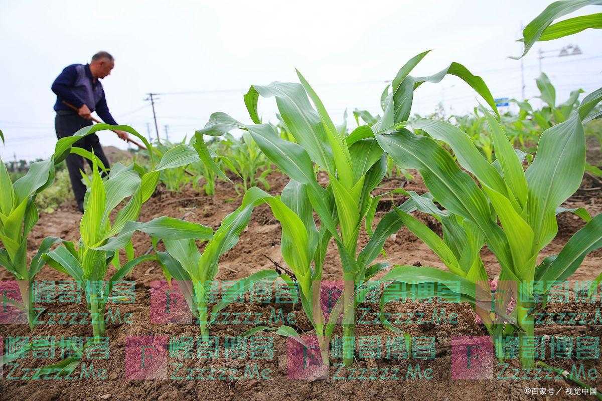 采用新型轮种模式，玉米获得丰收，用科学拓宽农民的致富路