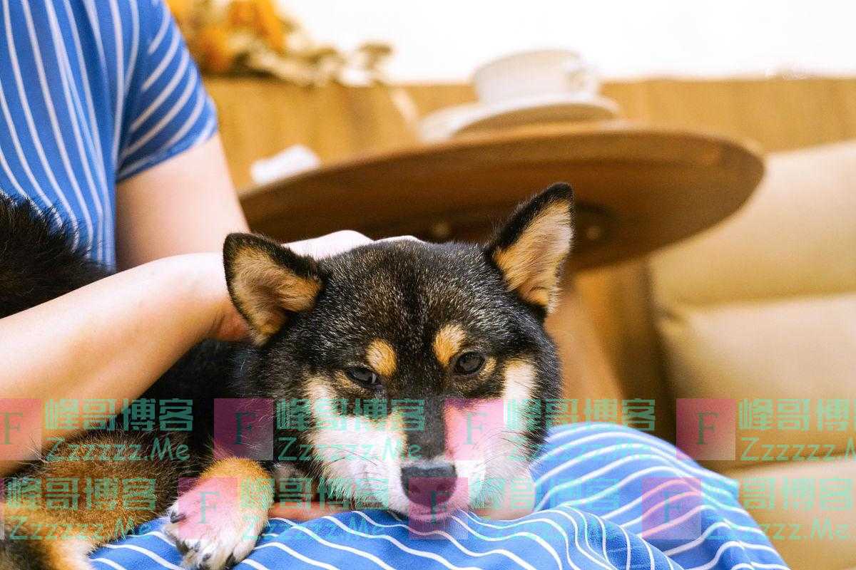 早九晚六的上班族，养什么狗比较省心有5种，看看有没有适合你的