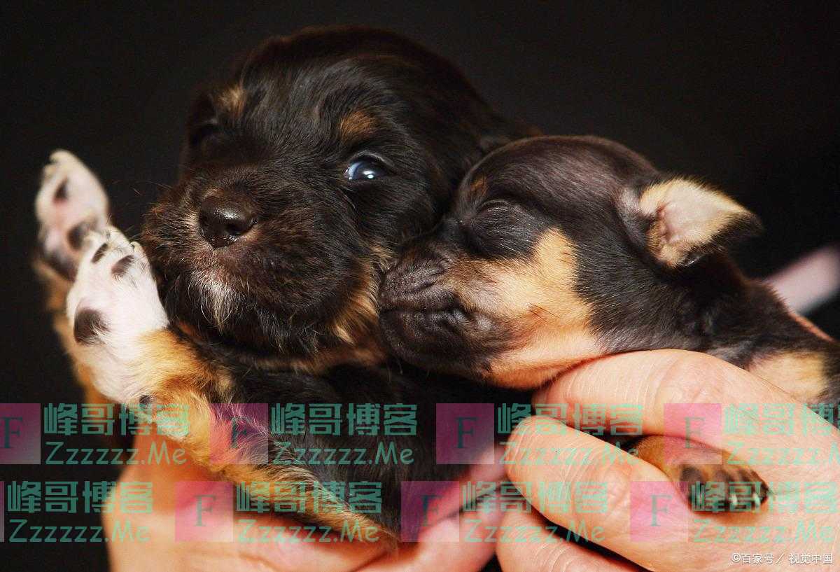早九晚六的上班族，养什么狗比较省心有5种，看看有没有适合你的