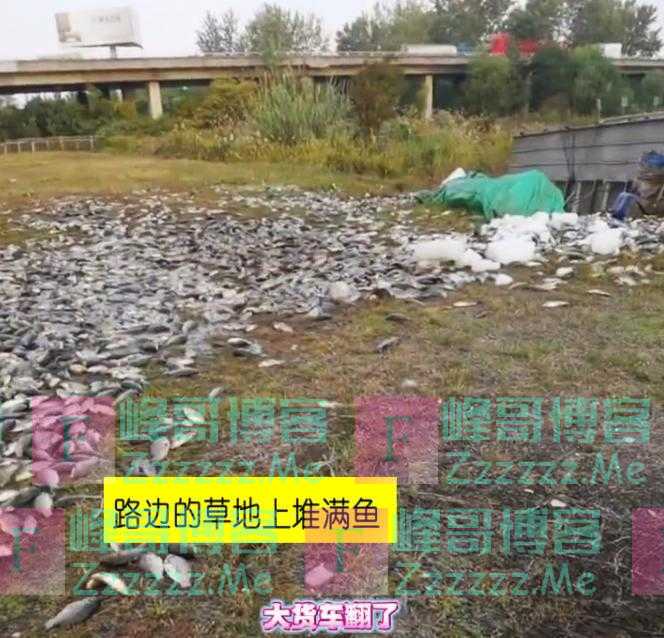 黑坑送鱼车翻了，板鲫撒一地，江苏小伙捡完晒渔获，被网友骂惨了