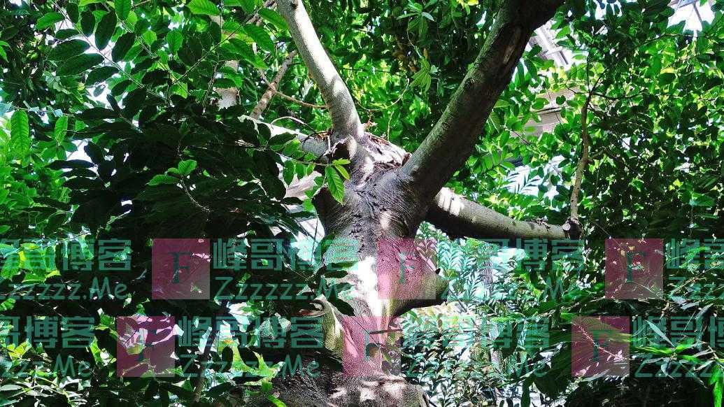 广东化州核查一棵乔木系珍稀树种“见血封喉”：剧毒，已挂牌防护