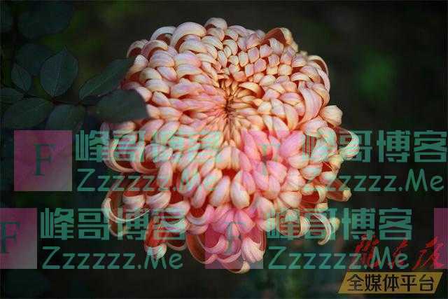 「图说庆阳」寒花开已尽 菊蕊独盈枝