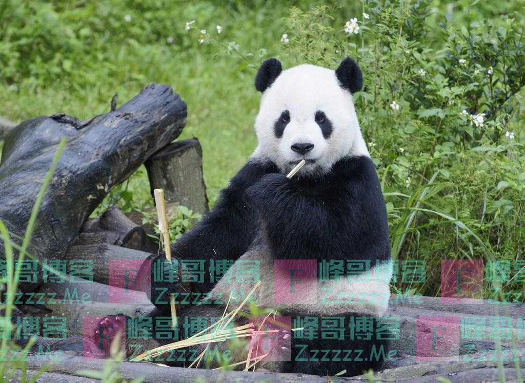 台北动物园：尽快为“团团”安排悼念活动，不再给“圆圆”找新配偶