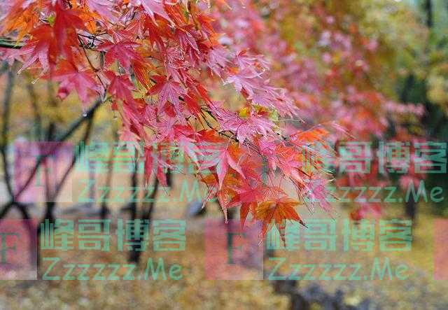 青未了丨这冬日雨后的枫叶，一半在天上，一半在地下