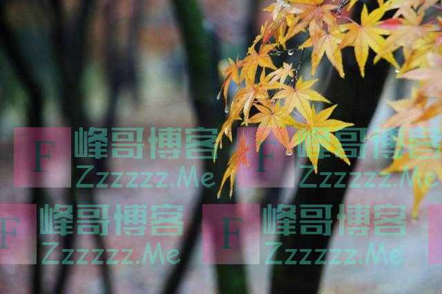 青未了丨这冬日雨后的枫叶，一半在天上，一半在地下