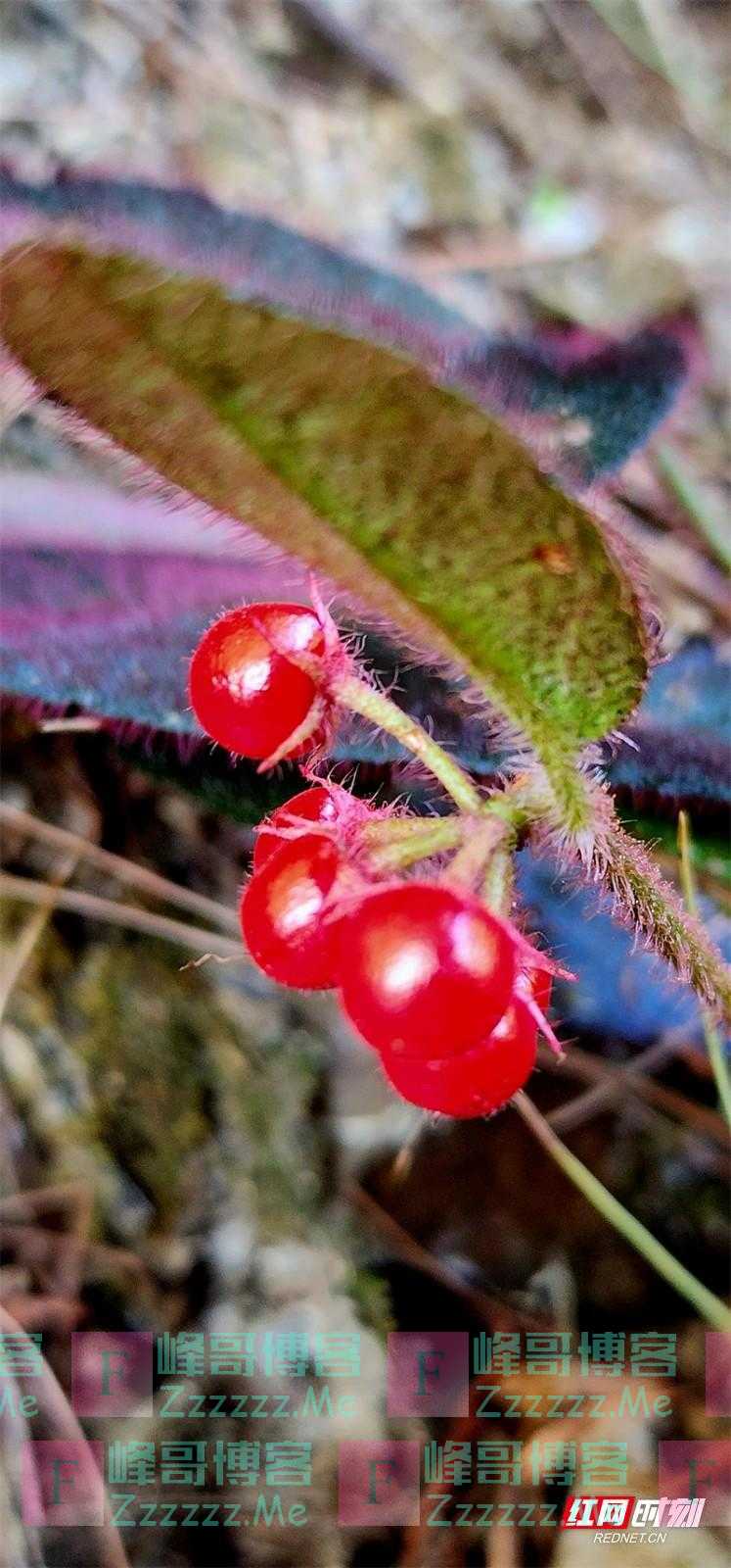 汝城县发现世界濒危植物虎舌红