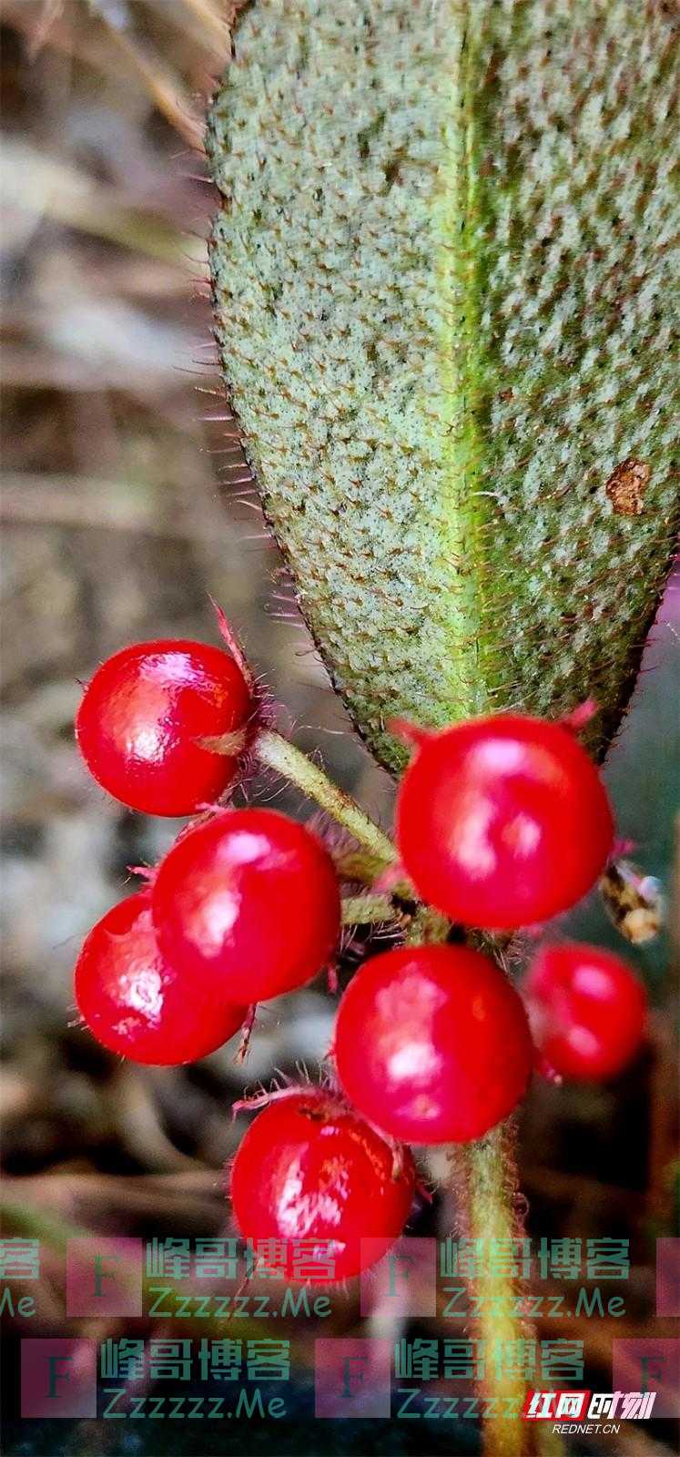 汝城县发现世界濒危植物虎舌红