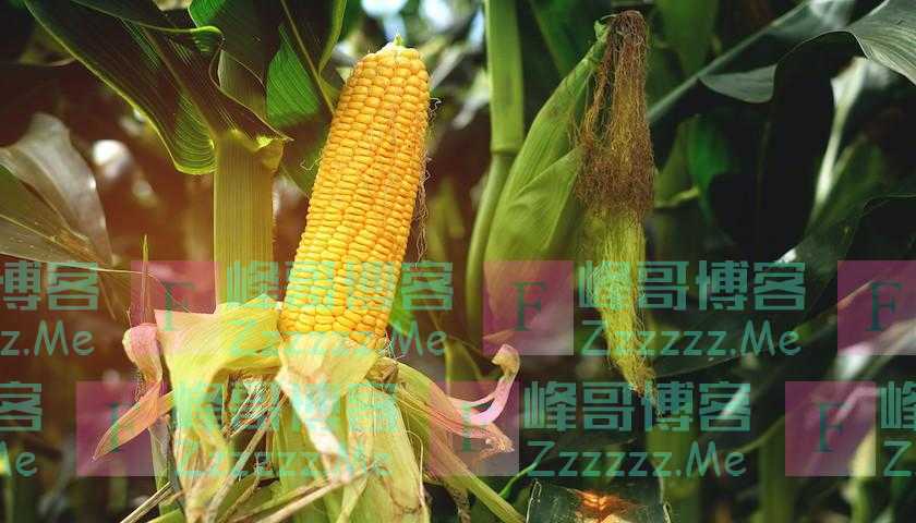 全球玉米市场一季度或面临供应短缺，国内玉米价格高位下行空间有限