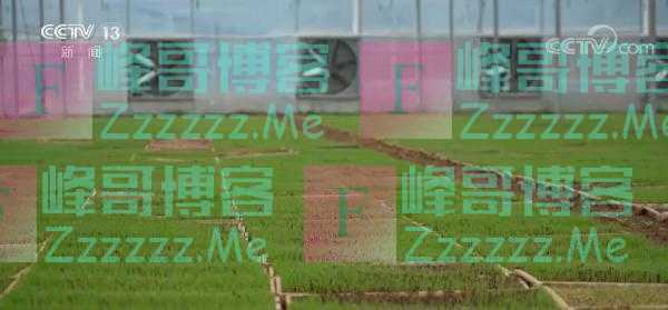 全国早稻育秧已完成41.8% 进度同比快4.3个百分点