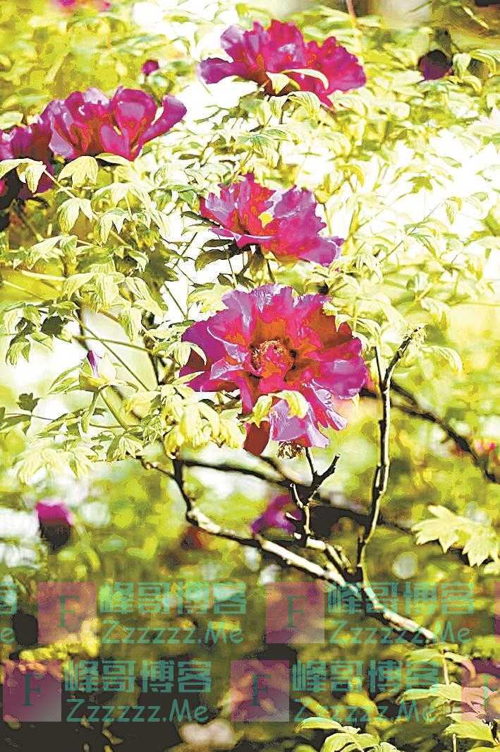 700岁高龄枯枝牡丹即将绽放