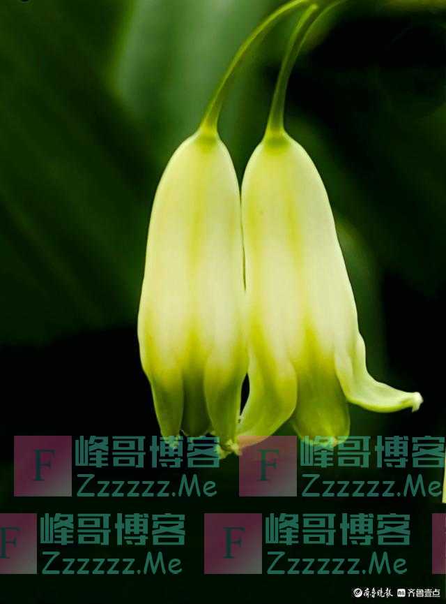 玉竹花有着独特魅力，花朵好似小风铃