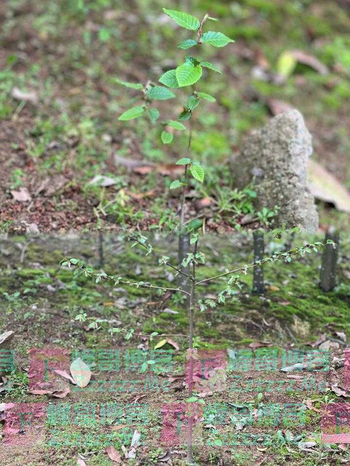 普陀鹅耳枥，曾经的“地球独子”不再孤独