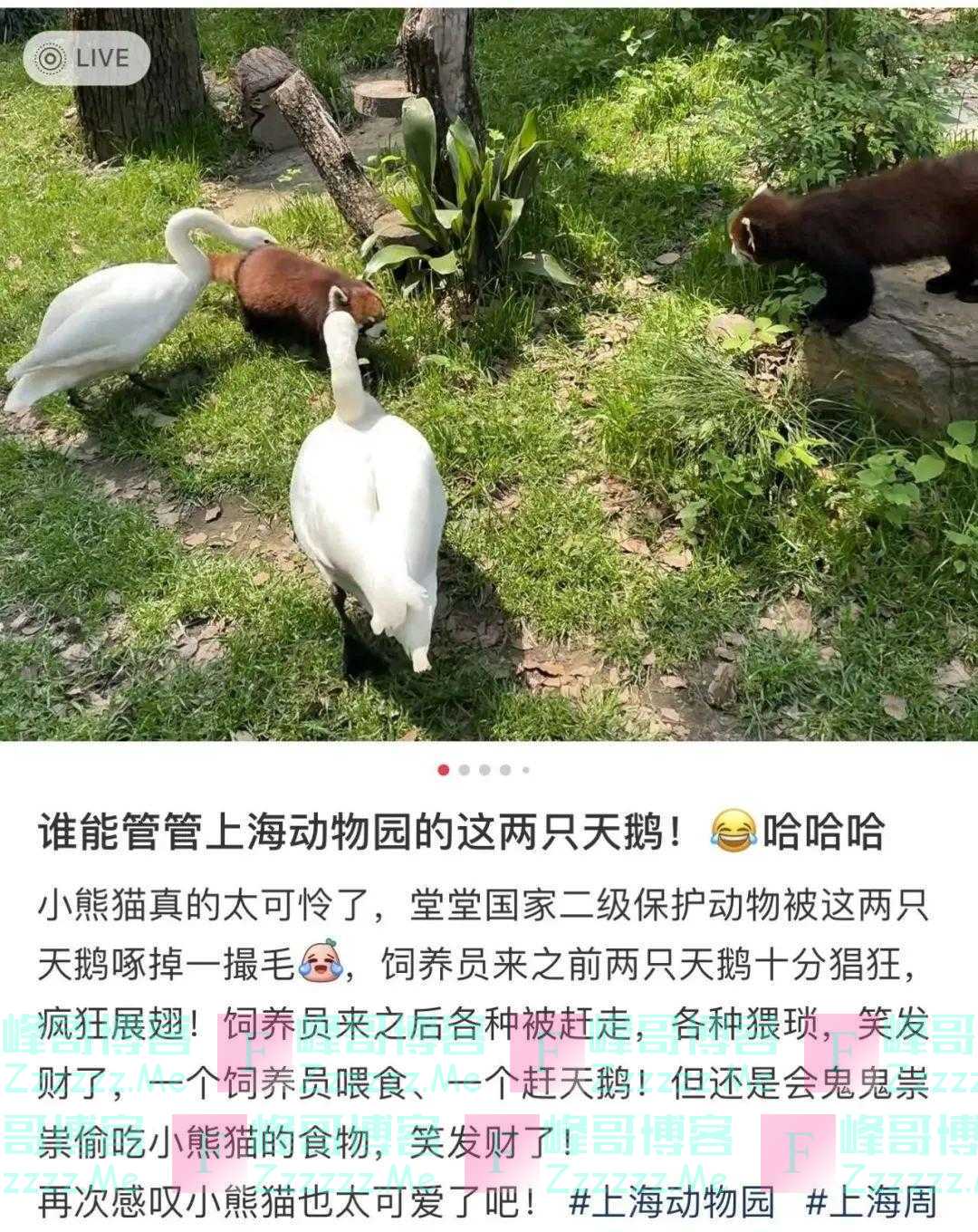 “谁能管管上海动物园这两只天鹅？”网友：心疼，但好笑