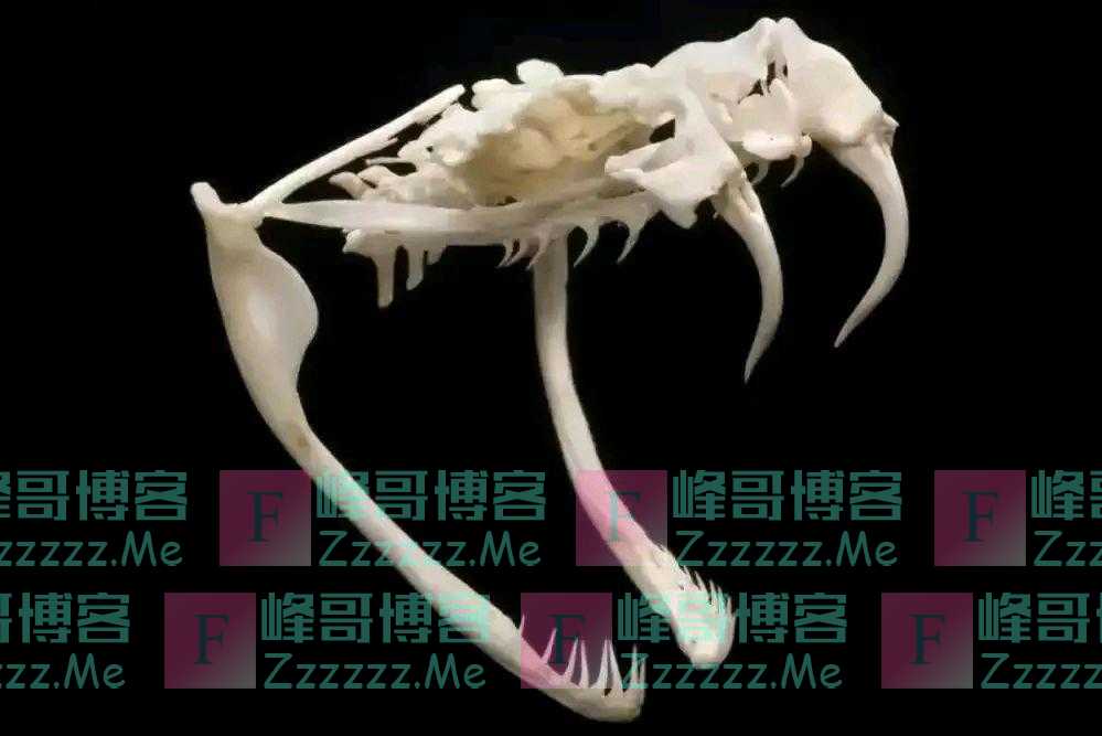 为什么说打蛇时，要么不打，要打就打死？
