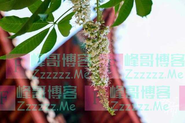 杭州灵隐寺600多岁七叶树开花了！花形像“宝塔”，你见过吗？
