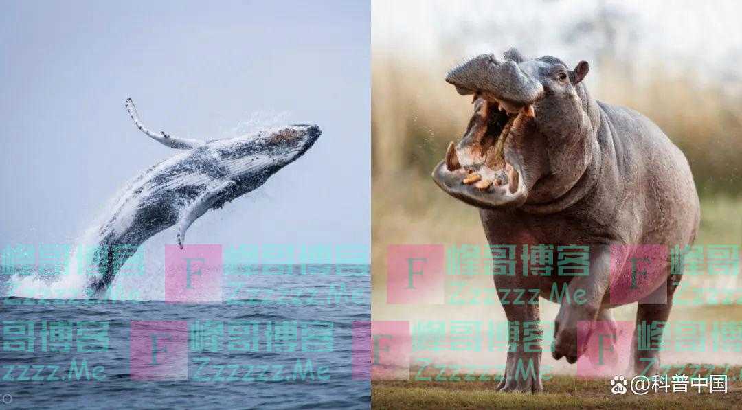 快醒醒！“人是猴子变的”，是错的！